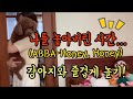 나를 놓아버린 시간 강아지와 즐겁게 놀기 ABBA Honey Honey 나를 놓아버린 시간 강아지와 즐겁게 놀기 ABBA Honey Honey