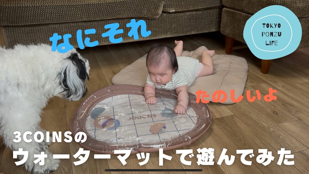 コッカプー犬ぽんずの一日。3COINSで買ったウォーターマットで赤ちゃんと一緒に遊んでみた。