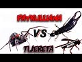 ARAÑA PAYKULLIANA VS TIJERETA