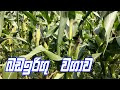 බඩ ඉරිගු වගාව / badairigu wagawa / Corn cultivation in sri lanka