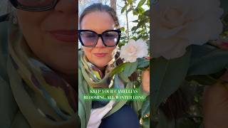 Keep Your Camellias Blooming All Winter Long garden camellia