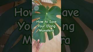 How to Save Your Dying Monstera ❤️🩹 #monstera #houseplants #plants #indoorplants #plantcare #tips