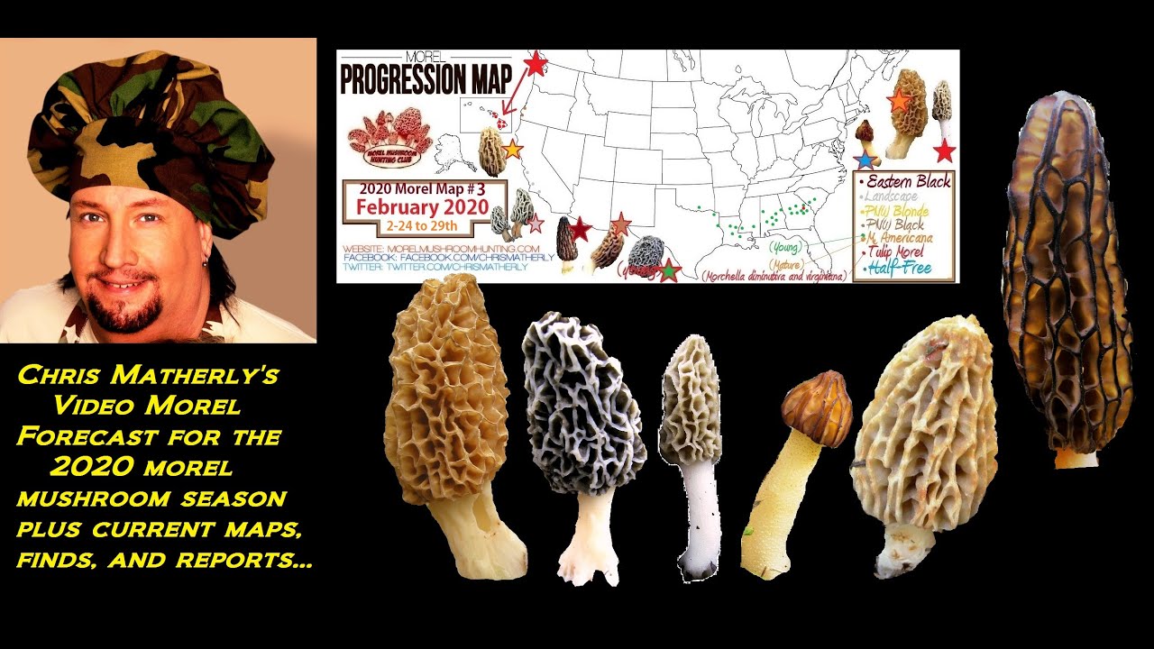 Morel Mushroom Progression Map 2021.