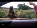 El oso que saluda