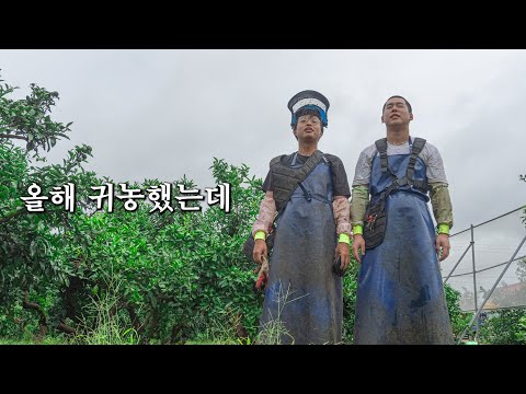   십수년만에 제주도 전체 흉작이 왔다