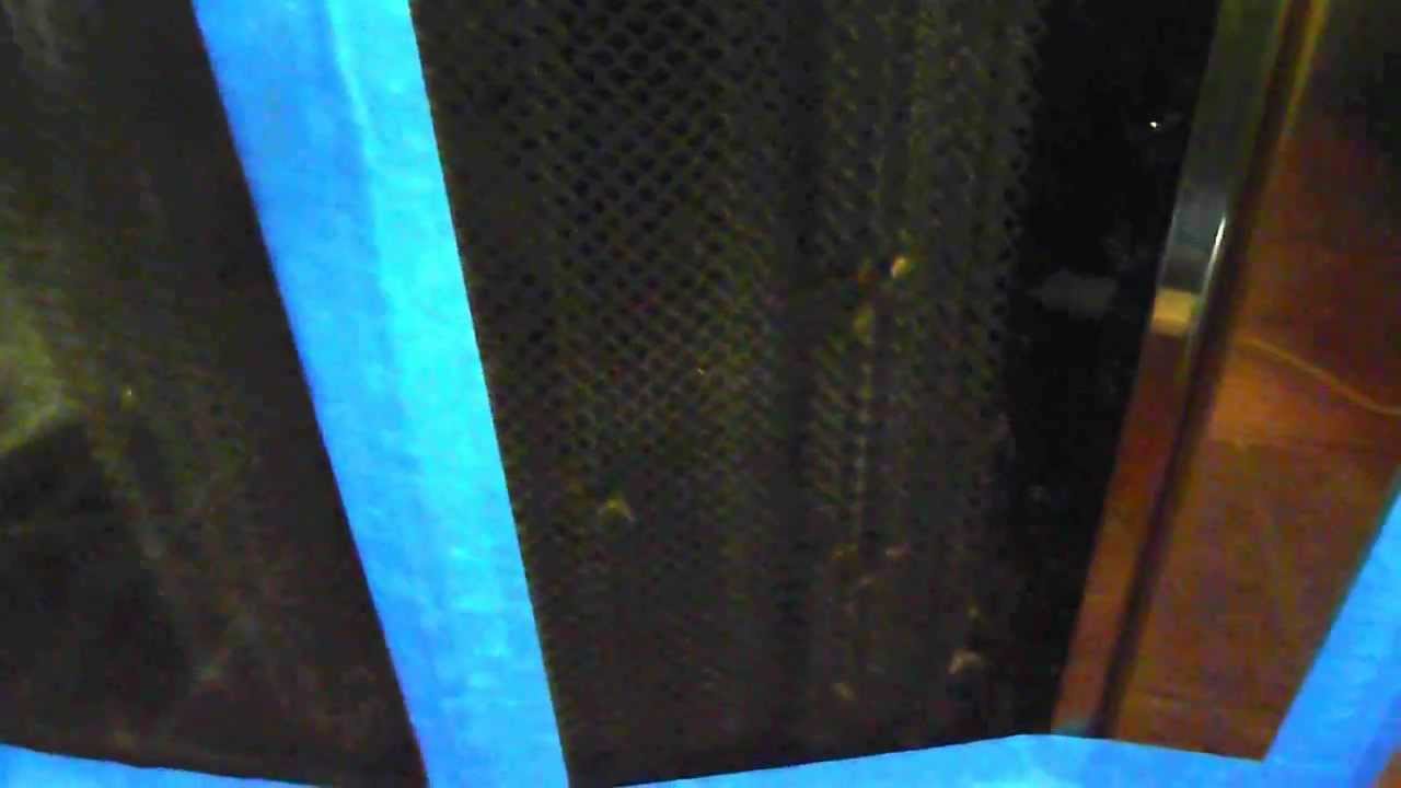 Bees In My Fireplace Youtube