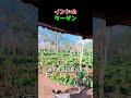 木の上からコーヒーを育てる男