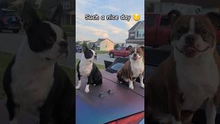 Enjoying The Sunset #bostonterrier #viral #funny #dog #shorts