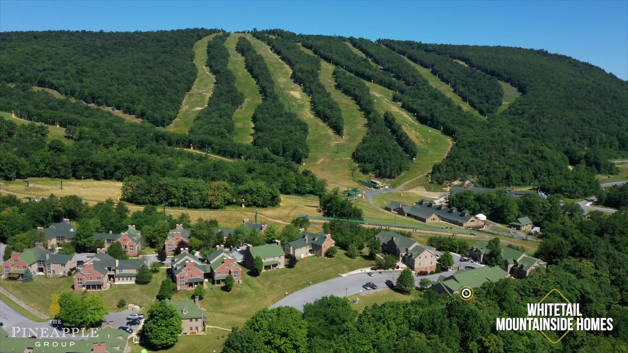 Whitetail Northern Lights offered by The Pineapple Group