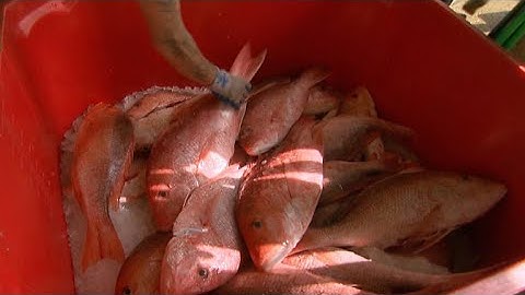 Environmental group sues over extended red snapper fishing season