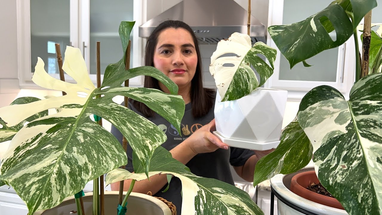 Como sembrar monstera