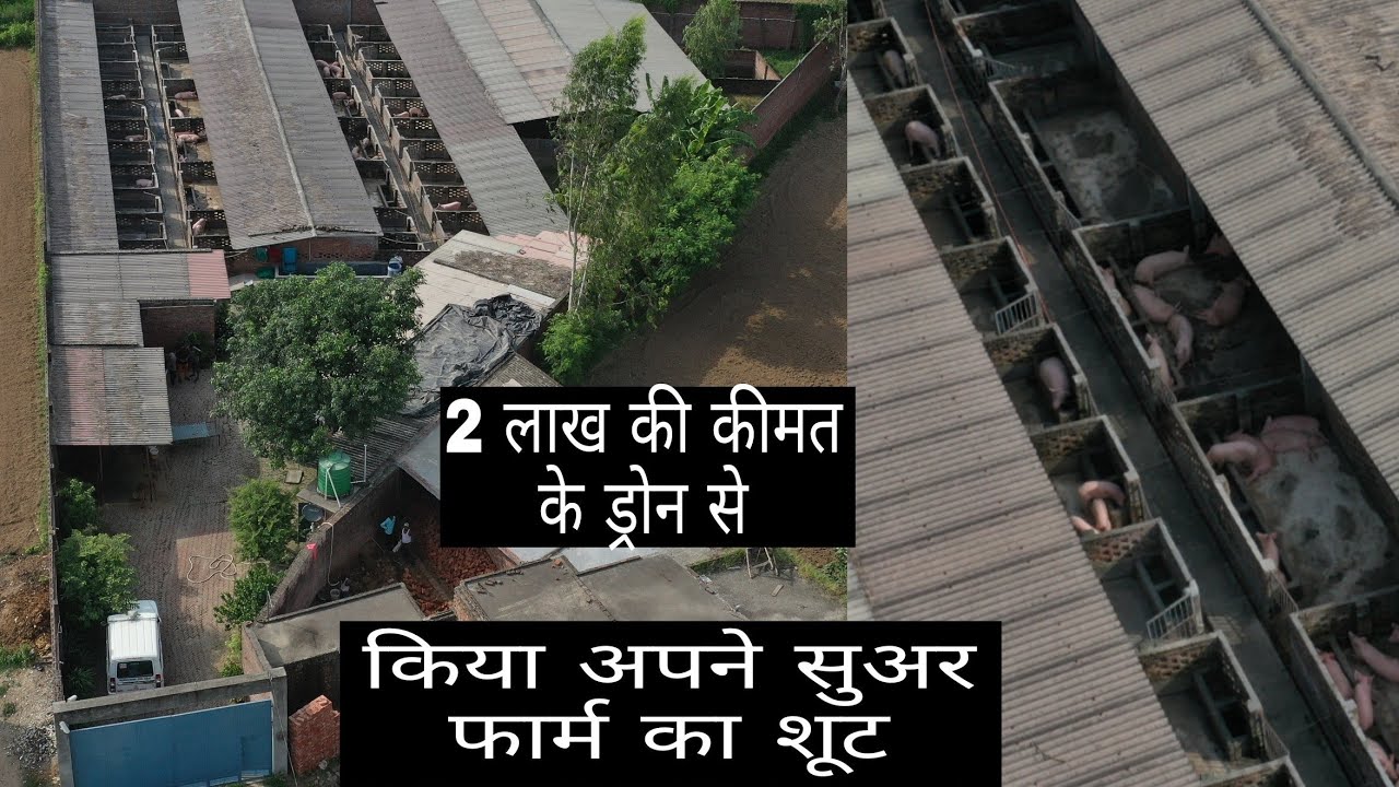OUR PIG FARM WITH 2 LAKH DRONE SHOOT | VIKAS LIVE STOCK | SAHARANPUR U.P 9058705146