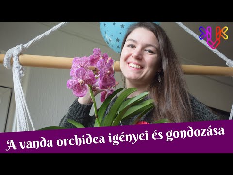 Videó: Wanda Orchid: leírás, ültetés, gondozás és szaporítás otthon
