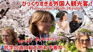 Foreign tourists are so surprised by the cherry blossoms on Philosopher's Path! Kyoto, Japan.