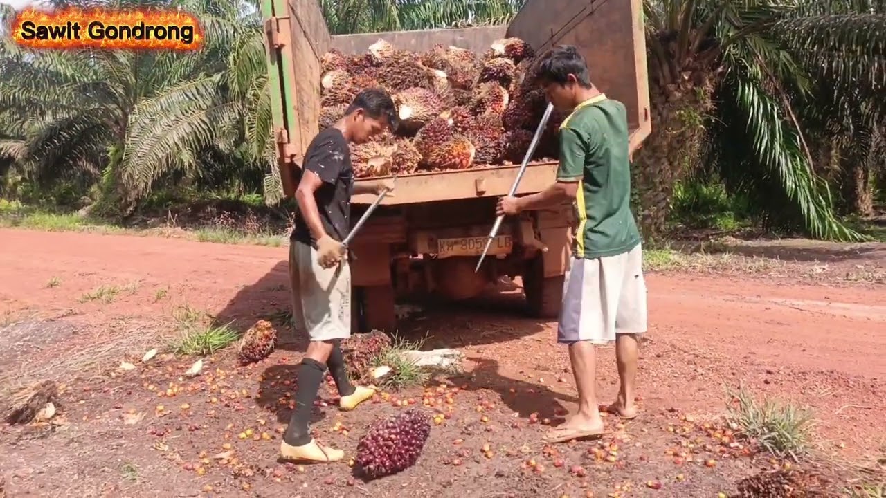 Pagi-pagi yang panas sudah muat sawit