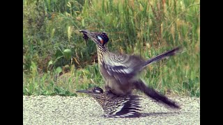 Roadrunner Hochzeit