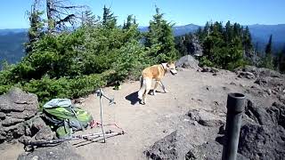 Jindo Dog Journey-Three Pyramids Hike 7/25/2013