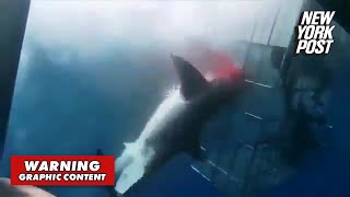 Shark beats itself to death against divers’ metal cage in bloody caught-on-video frenzy