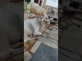 #raitheraju #Ongolebulls #simha #dheera #budda #love #trend #viral #prabhas #pspk #NTR