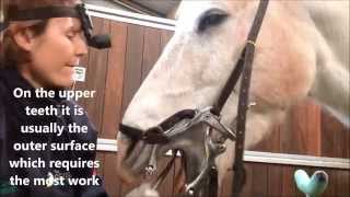 The George Equine Clinic - Dentistry