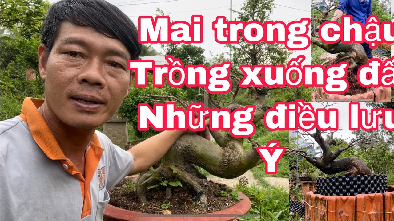 Mai trồng chậu ,trồng xuống đất những điều cần lưu ý,áp dụng cho trồng cây mi ni