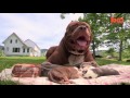 "Super" Pit Bull: Training The Ultimate Protection Dog | DOG DYNASTY