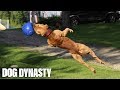 Super pit bull training the ultimate protection dog  dog dynasty