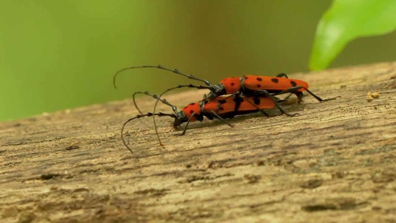 フェリベニこと奄美の希少種フェリエべニボシカミキリの交尾 - アマミ