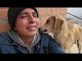 Los Rencuentro Más Hermosos Del 2026 #dogs #virales #videoshort #cutedogs