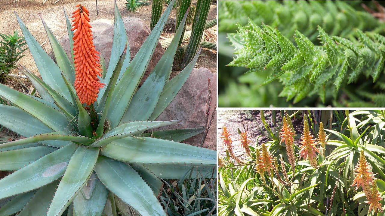 6 Tipi di Aloe Davvero Belle, Fantastiche per Decorare il Giardino o il  Balcone