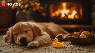 DOG MUSIC 11Hours | Relaxing Piano Music to Help Dogs Sleep Well and Reduce Anxiety Away from Home🐶