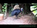 The 2015 generation of cassowary chicks