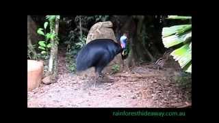 The 2015 generation of cassowary chicks