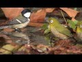 メジロさんとシジュウカラさんの水浴び  Japanese White-eyes and a Japanese Tit bathes itself