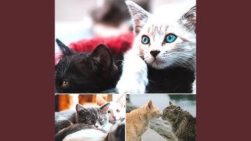 Pulsating Ambience for Quiet Cat