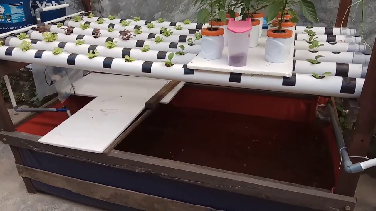 Aquaponik Pekarangan Rumah 2x1 Meter Nft Youtube