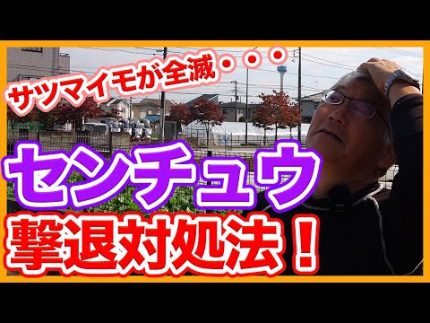 ホリホックが枯れる原因は線虫？症状と家庭でできる対策を徹底解説