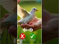 Oppo9 5G Phone Ringtone #smartphone #device #ringtone #oppoa59 #shortsfeed #shorts