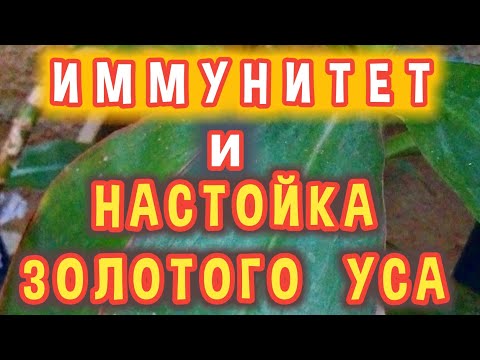 Как Принимать (Пить)  Настойку Золотого Уса для Повышения Иммунитета.