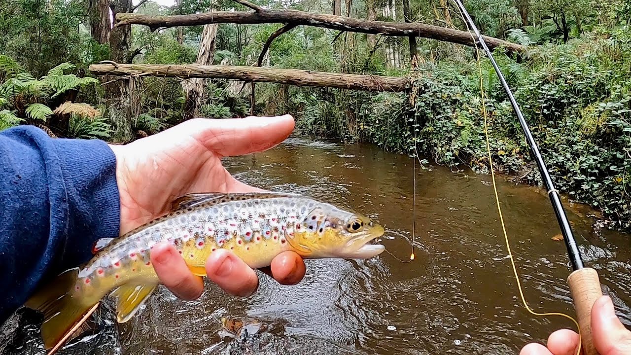 Indicator Nymphing Basics for Trout on Small Rivers 