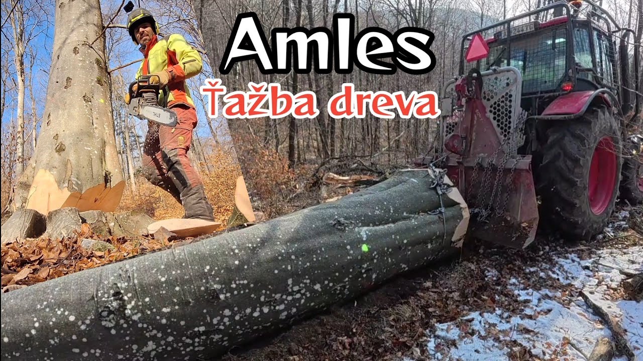 Вырубка густых и густых деревьев в начале древостоя, Амлес, Тяжелые работы в лесу