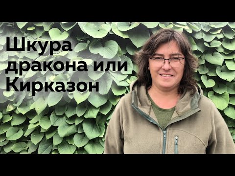 Шкура дракона или Кирказон (Аристолохия)