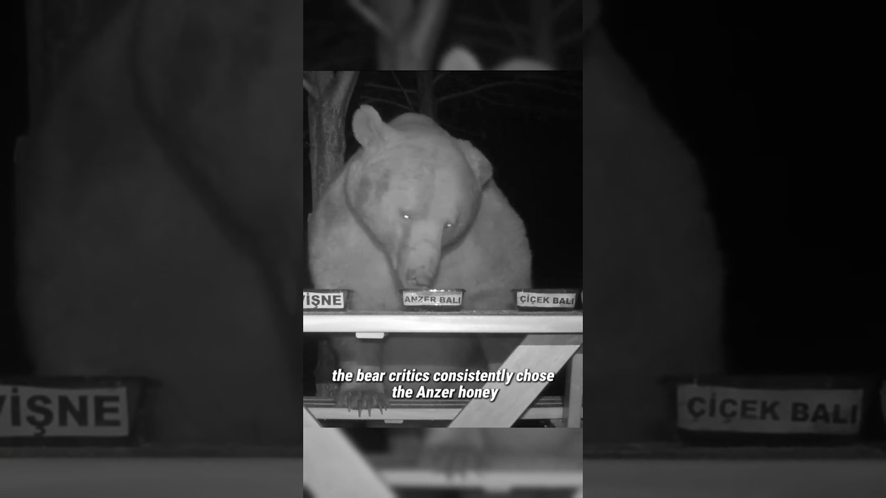 Man caught the honey stealing bear 