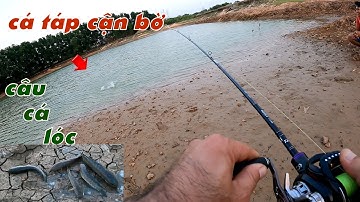 Câu Lure Cá Lóc ✅ Câu Cá Lóc Sau Cơn Mưa Đầu Mùa Cá Lóc Lên Cạn Táp Mồi | Tâm Râu Vlog #234