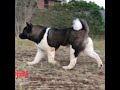 Amazing AMERICAN AKITA Dogs In The World の動画、YouTube動画。