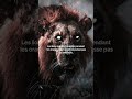 Les lions chassent pendant l’orage pour rester invisibles ⛈️ #fyp #wyzr #science #vid