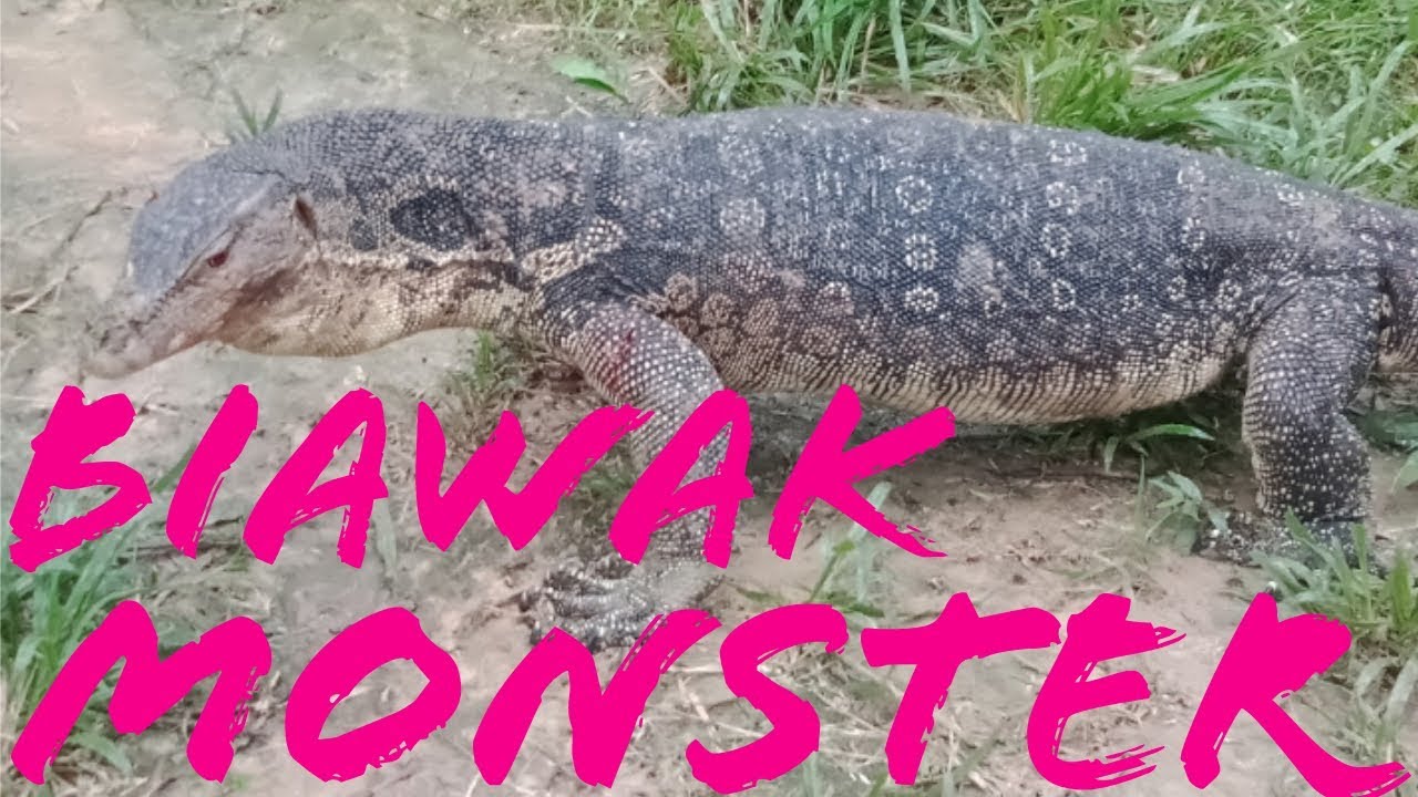 MONSTER PENUNGGU PERKEBUNAN KELAPA SAWIT sebesar punya dede inon - YouTube