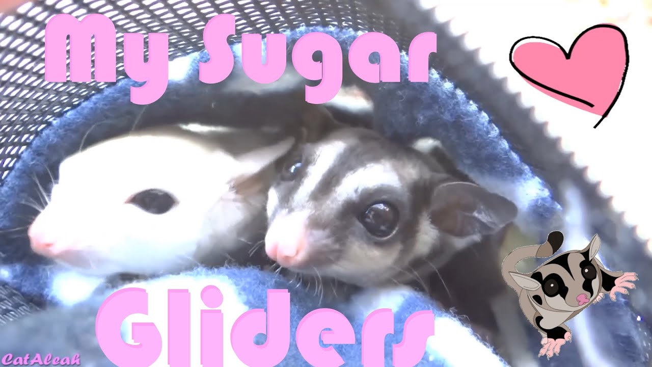 my sugar glider