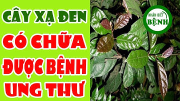 Cây Xạ Đen Có Chữa Được Bệnh Ung Thư