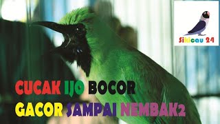 Burung Cucak Ijo Gacor Nembak Siulan Orang